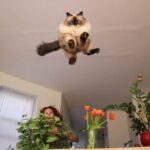 INCOMING!