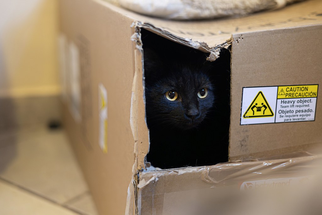a black cat peeks out of a hole in a cardboard carton. A label on the box reads "Caution Heavy Object Team Lift Required" in English and Spanish.