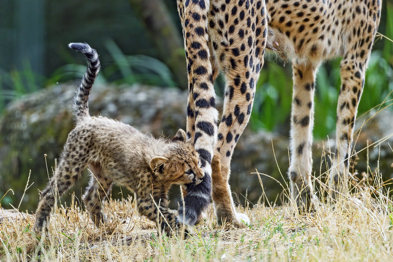 A cheetah cub bites its mother's tail.