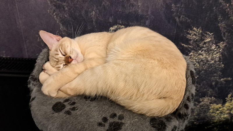 I'm glad I wasn't awake to hear that. A cat with orange fur sleeps on its side with its back legs curled up to its face.