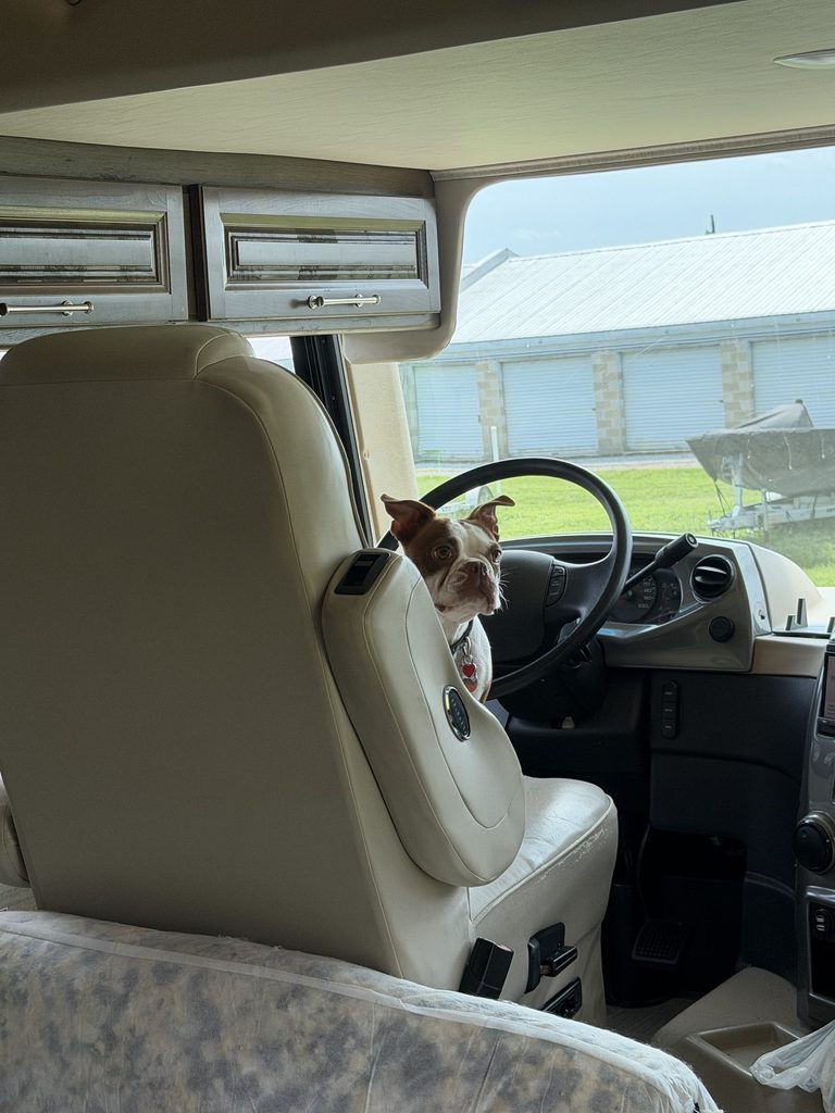Don't make me turn this car around. Because I don't know how to do that. A small dog sits in the driver's seat of a bus and turns to look at you.