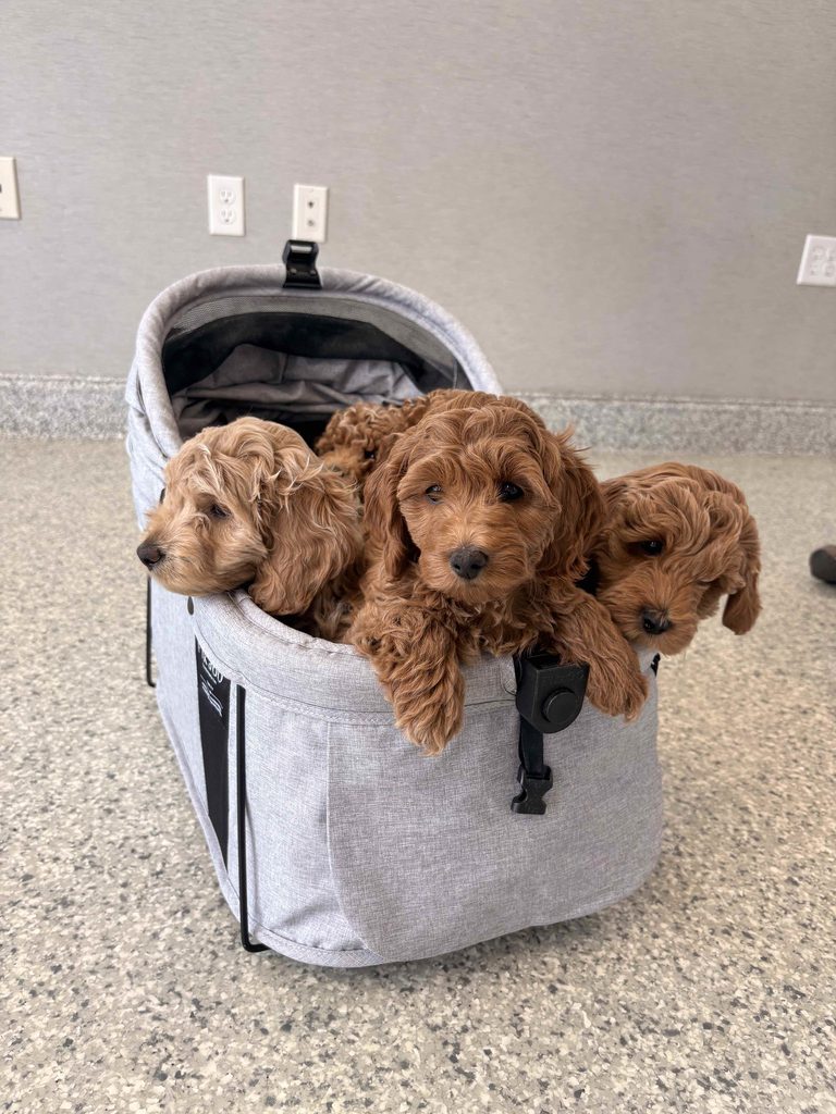 Three puppies with wavy brown fur look out from within a canvas carrying bag.