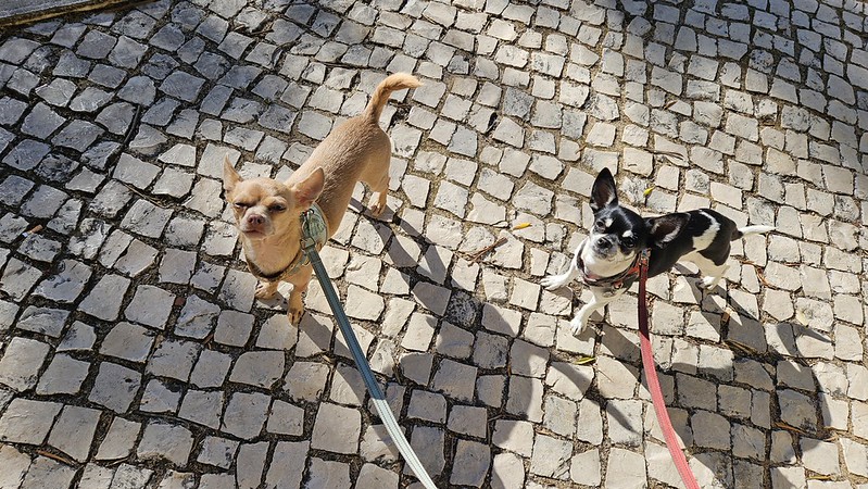 Why didn't you warn us?! Two chihuahua dogs on leashes stand on a irregular cobblestone street, looking up at you.
