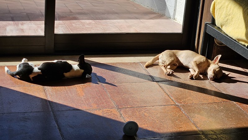 No more rolling onto my side! Two dogs nap near a large window in strong sunlight. The window frame casts a shadow between the dogs.