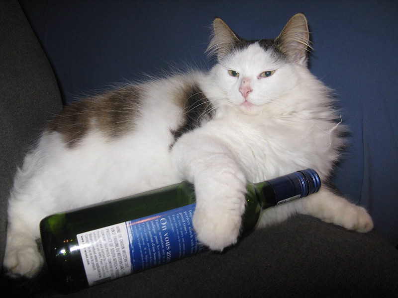 a cat with white fur reclines on a sofa and holds a wine bottle in its arm.
