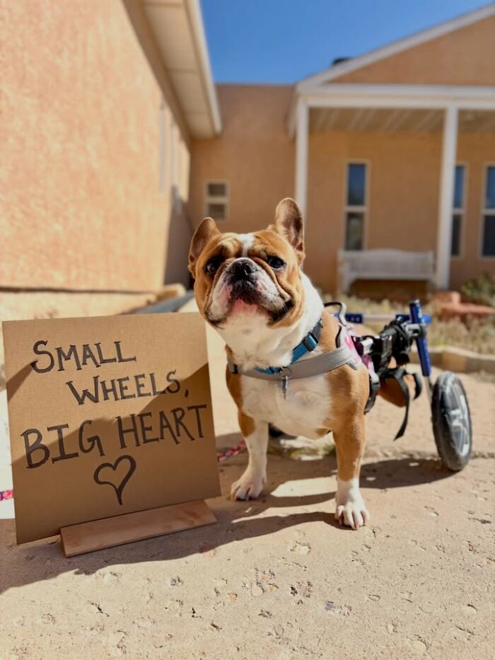 A bulldog wearing wheels on its back legs stands next to a hand-written sign reading "small wheels big heart."