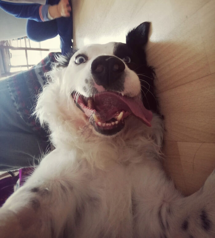 A border Collie dog with its mouth open and tongue out, looking goofy.
