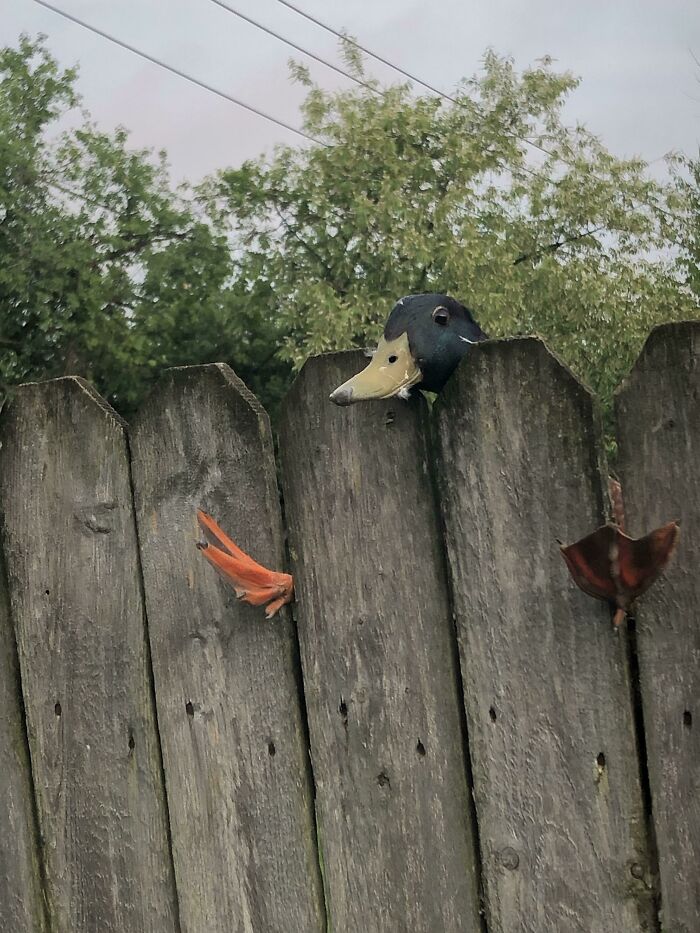 A duck with its legs caught in a wooden fence looks at you. 