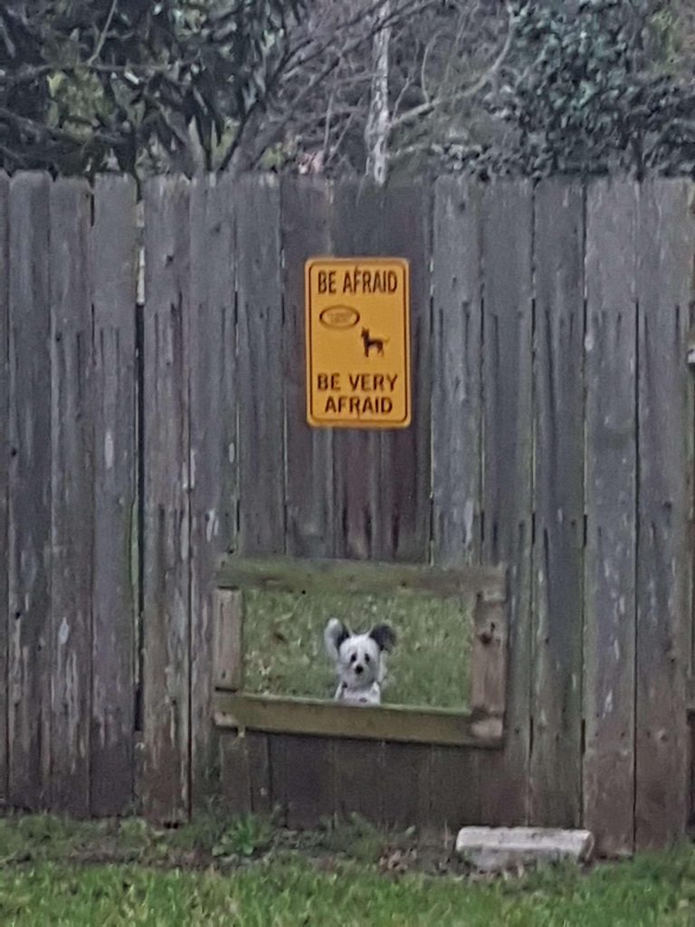 A small dog looks through a rectangular hole cut into a fence. Above the hole is a sign reading "be afraid be very afraid."