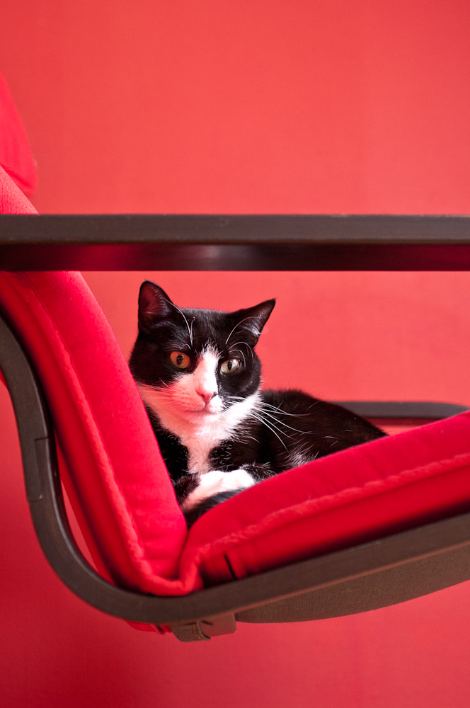 A black and white cat sits in a chair of red cloth and a black metal frame against a red background.