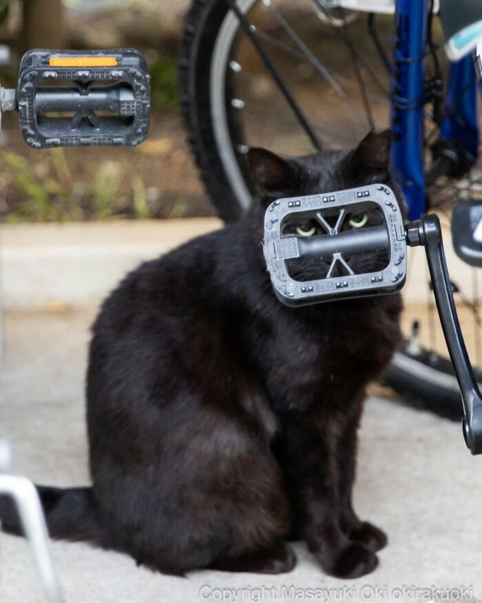 A black cat looks through a bicycle pedal, creating the appearance of wearing a metal mask.
