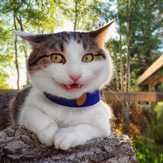 A cat looks at you with an expression on its face that looks like a smirk.