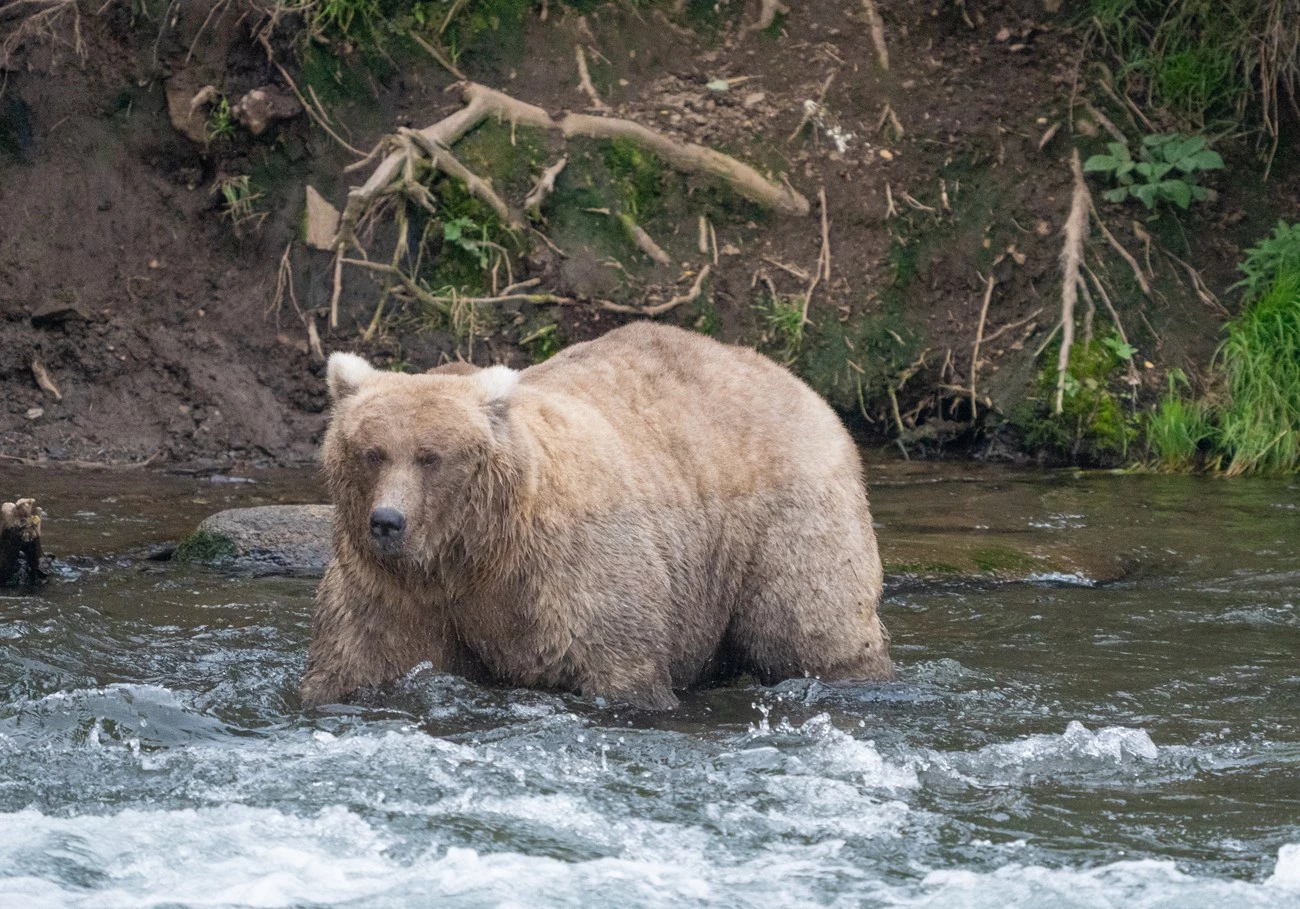 A fat bear stands in a stream.