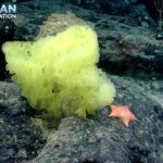 Do they live in a pineapple under the sea?
