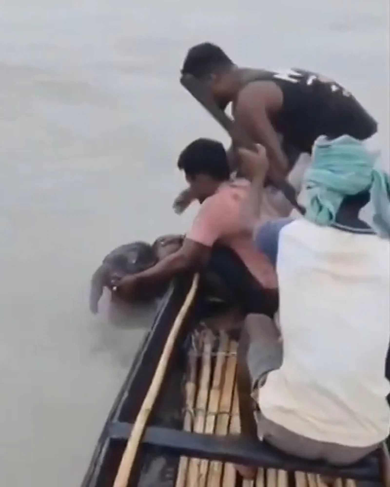 Two men rescue a baby elephant from a river.