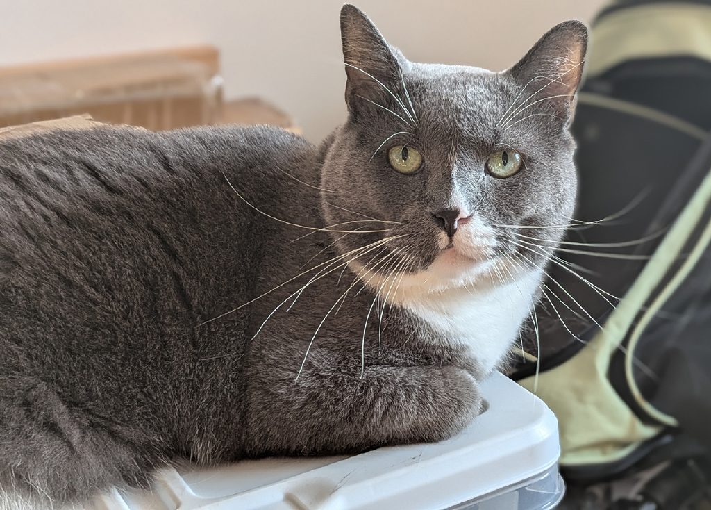 A cat with gray fur and a very round face lies on a table and looks at you.