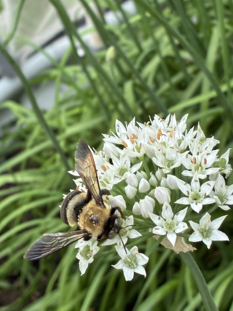 A bee crawls atop a bunch of flowers