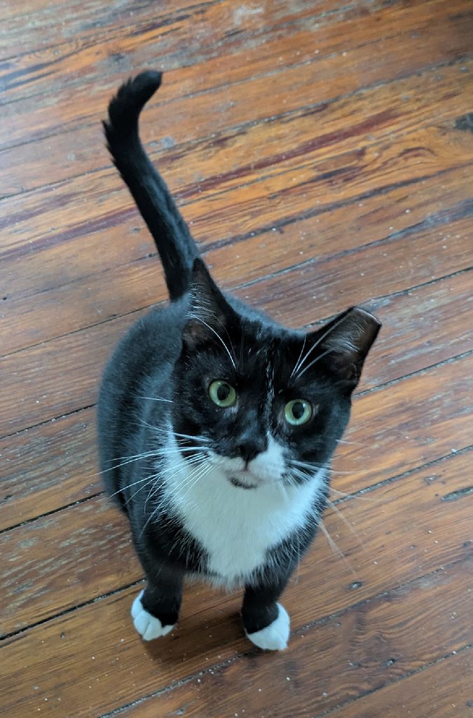A tuxedo cat with black and white fur stands on the floor and looks up at you. One of the cat's ears has been clipped to indicate neutering.