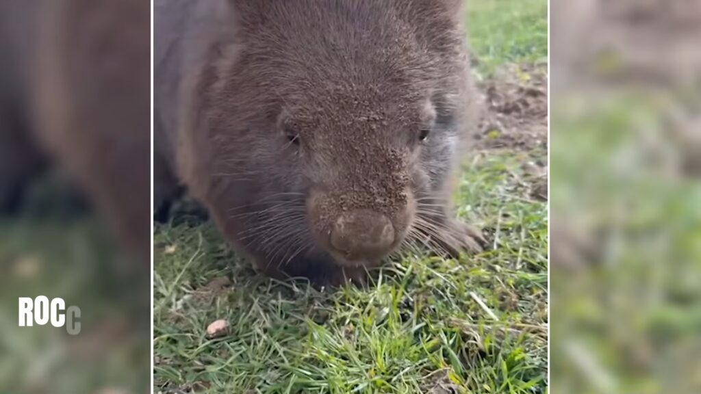 closeup of the face of a wombat