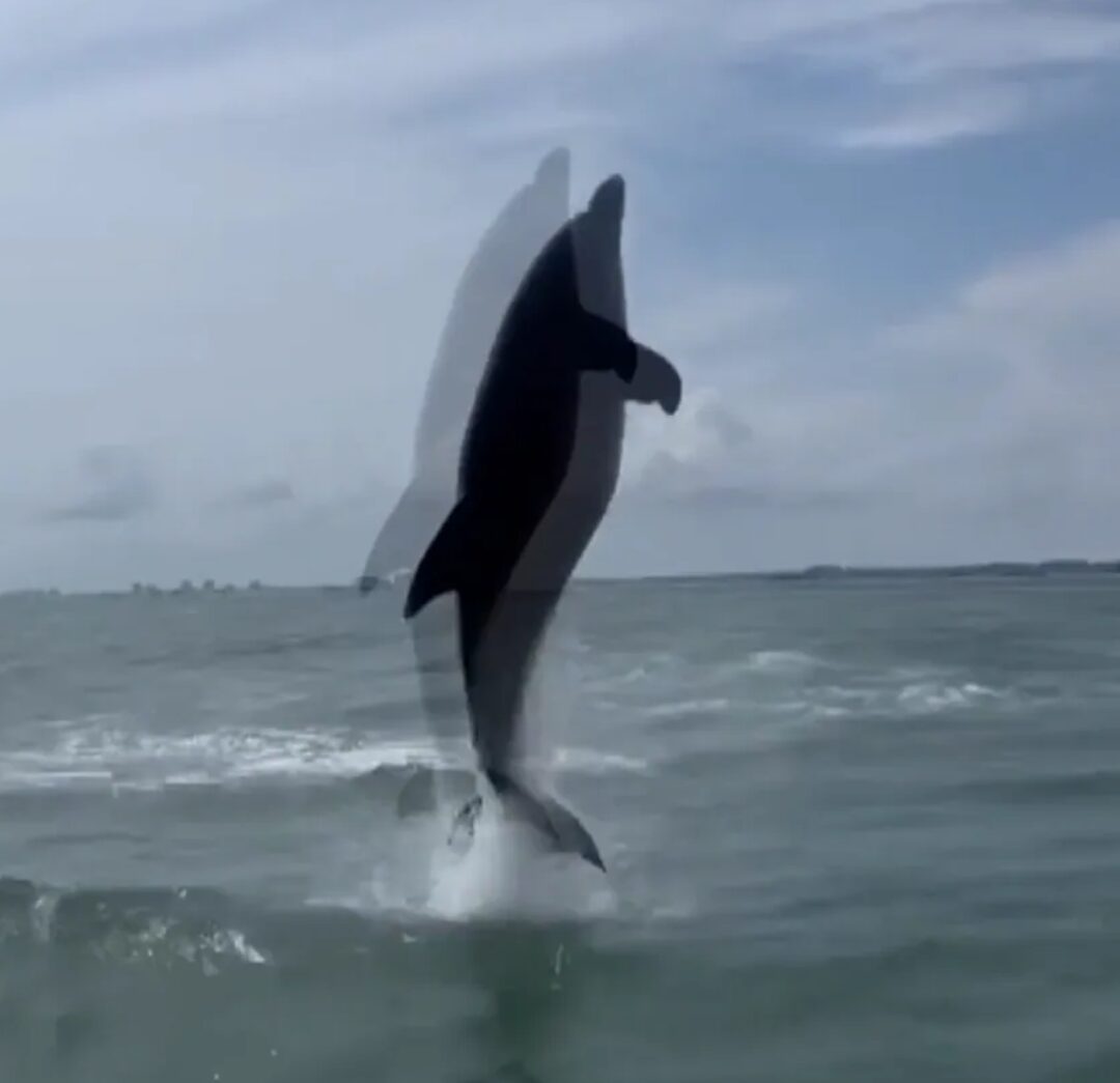 A dolphin leaps from the ocean.