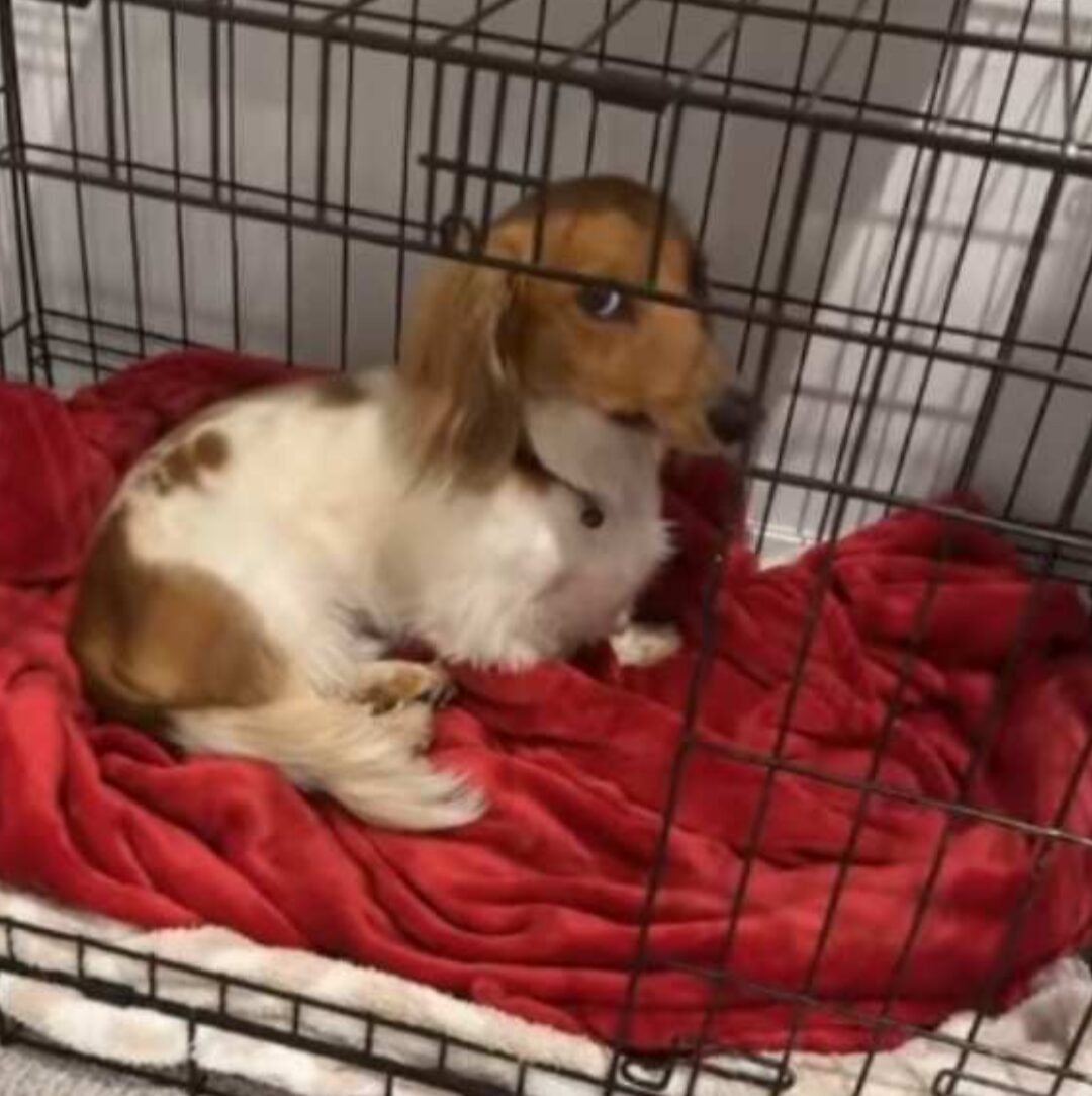 A dog sits in an open cage, looking guilty.