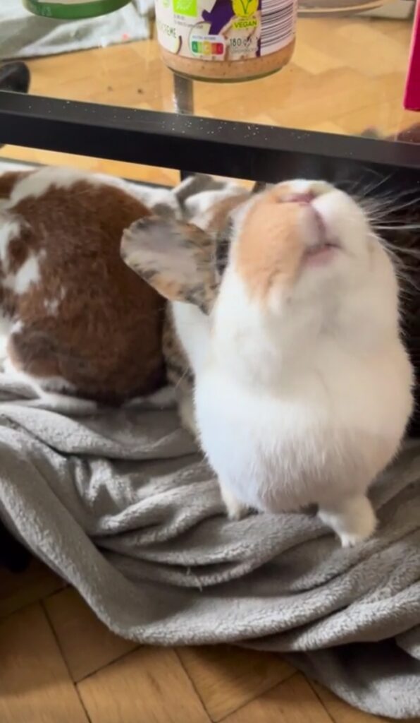A rabbit sits under a glass table and lifts up its nose to sniff the air 