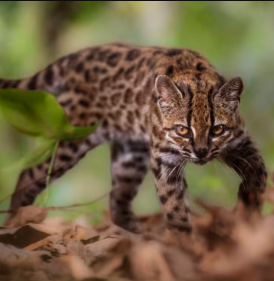 A wild cat in a forest