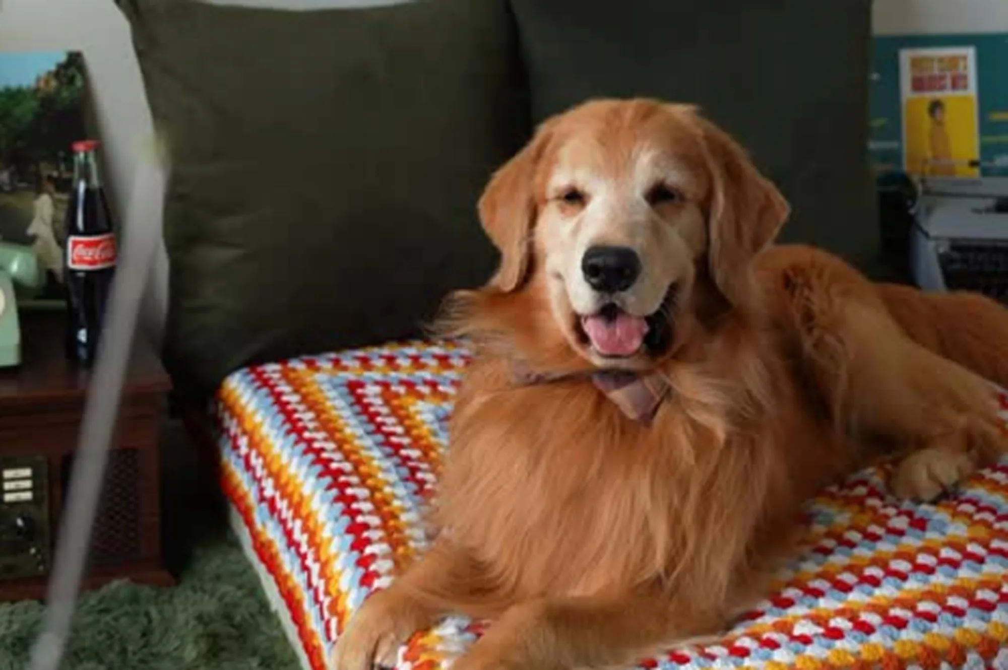 Photo of Tucker Budzyn, a golden retriever dog