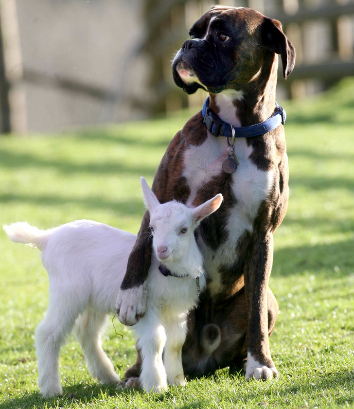 in a green field, a boxer dog drapes one arm across a baby lamb.