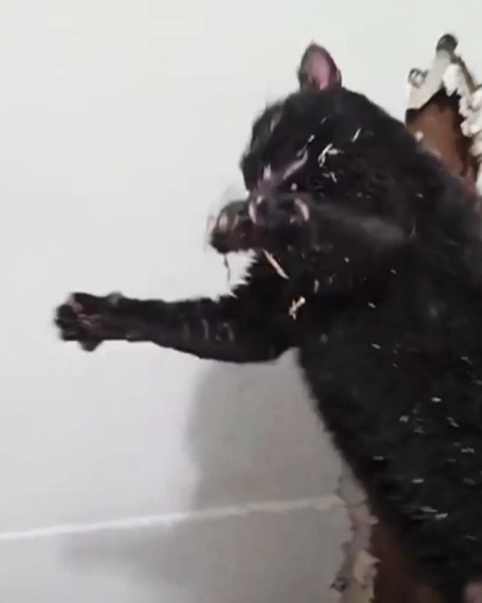 A blurry image of a black cat being held aloft.