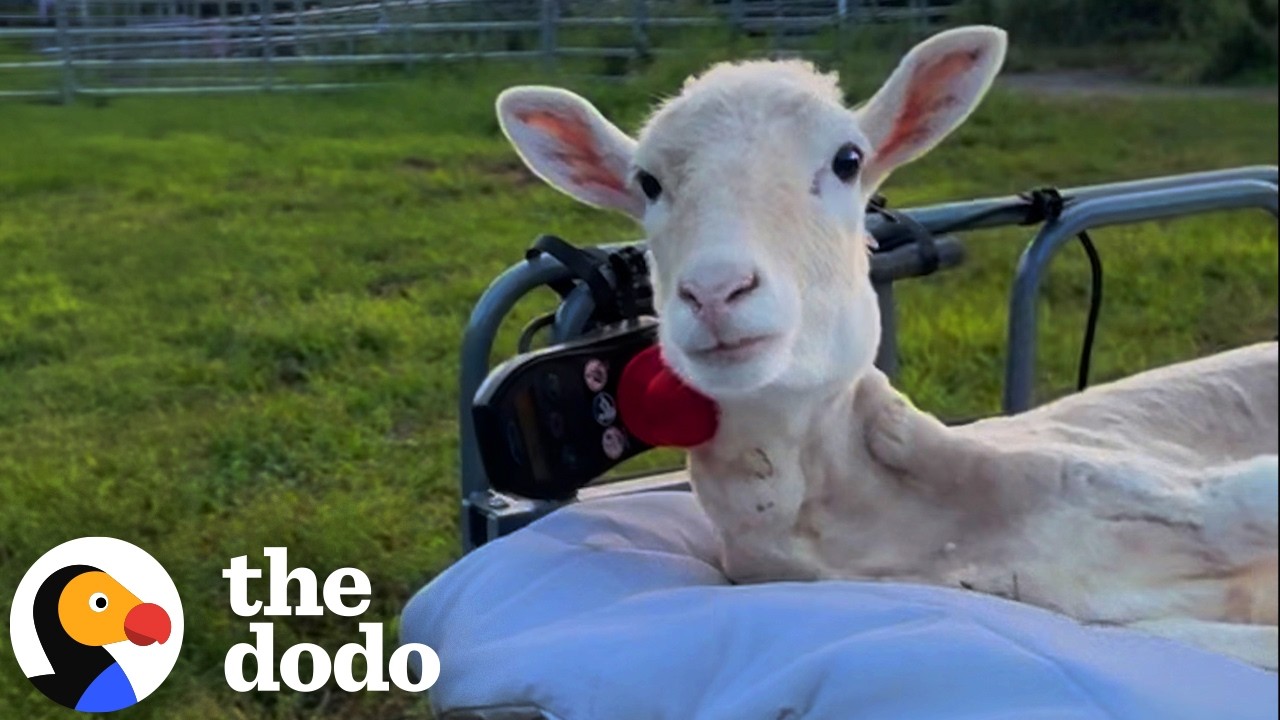 A sheep lies on a platform with a control apparatus near her mouth.