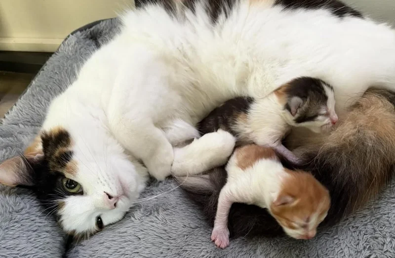 A calico cat cuddles with her kittens.