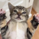 What's this? Is it... A LAP?!