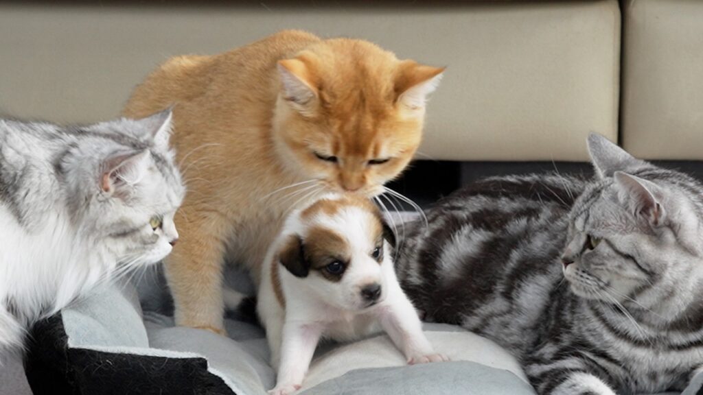 A small puppy stands in a pet bed while three cats look at him