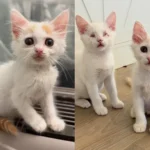 Extra-special kitties.