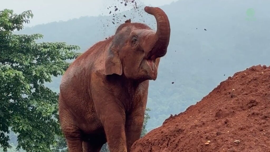 a young elephant climbs a mound of dirt and throws some dirt in the air with her trunk