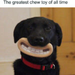 Cheese, Gromit!
