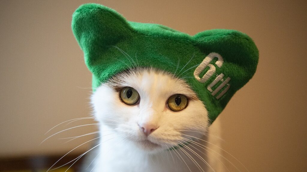 A young cat with white fur wears a green felt cap bearing the word "6th "
