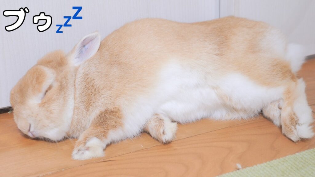 A rabbit with cream colored fur lies on his side, sleeping. 