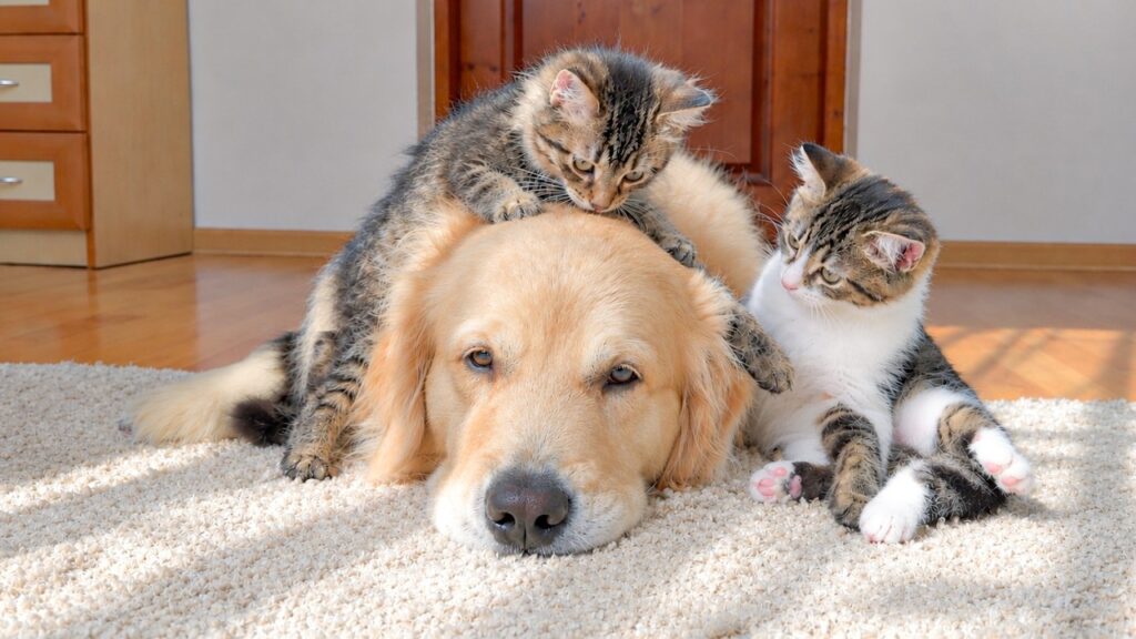 Two kittens climb on top of a large golden retriever dog who is napping on the floor.