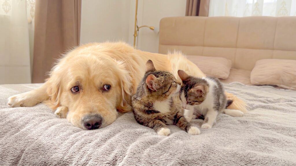 A golden retriever dog lies on a bed an watches two cats huddle next to him