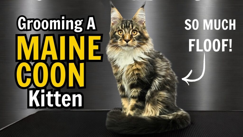 A kitten of the Maine Coon breed sits on a groomers table.