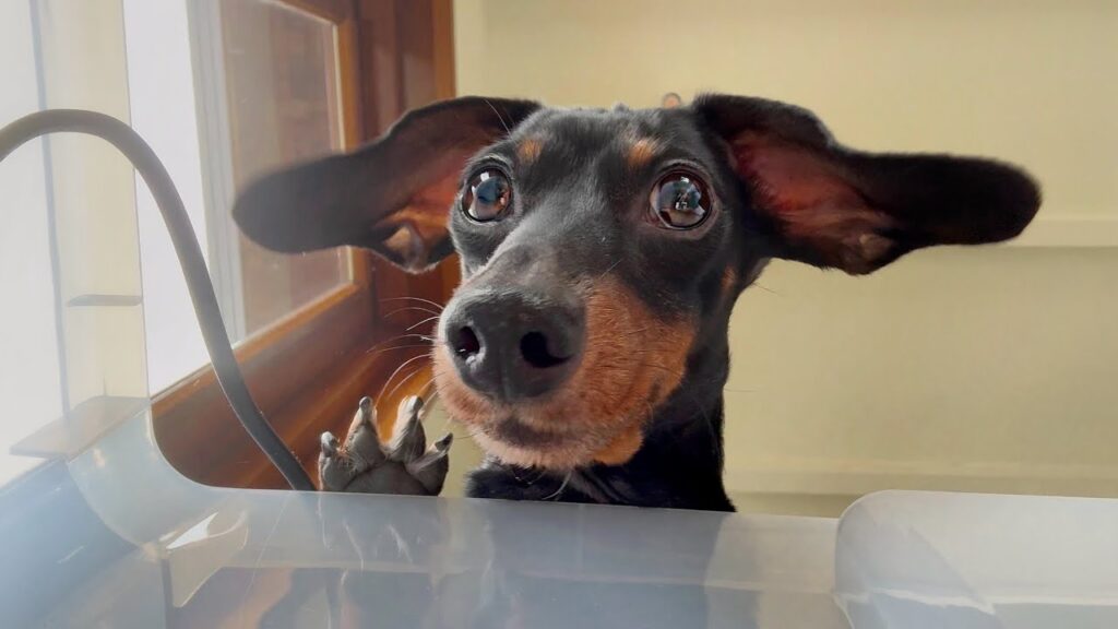 Close-up of the face of a dachshund dog with excited eyes and ears flapping up