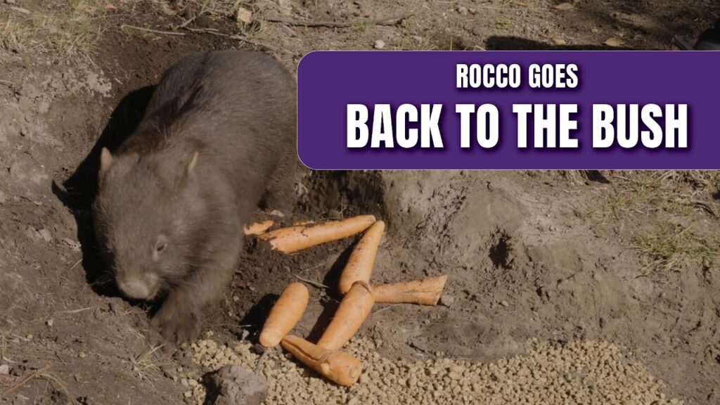 a wombat viewed from overhead digs in the dirt next to some carrots. Title card reads "Rocco goes back to the bush"