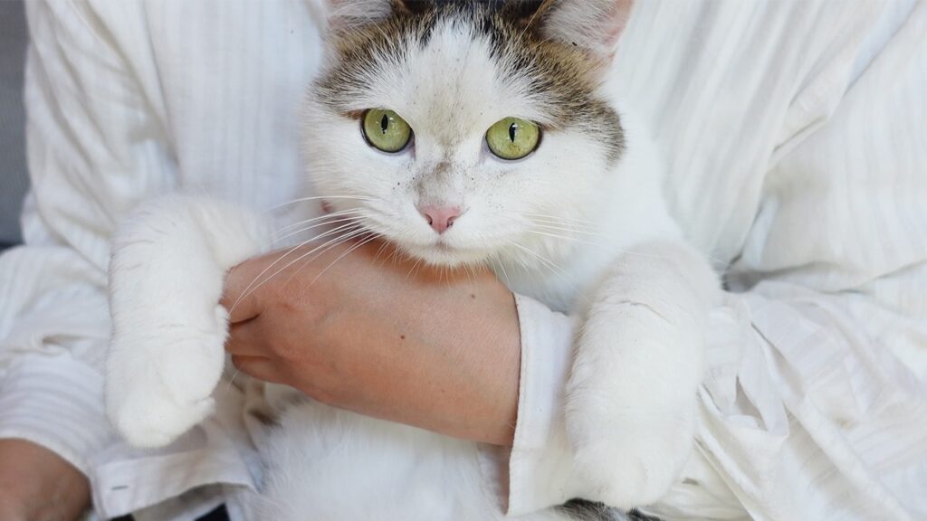 A human arm holds a young cat with white fur. The cat's face has dirt across the nose.