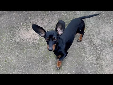 A dachshund stands on the ground with her ears blown by a gust of wind.