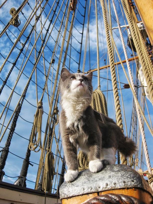 A young housecat stands on the deck of an old sailing ship. Photographed from below, the cat stands proudly against the ropes and netting in the background.