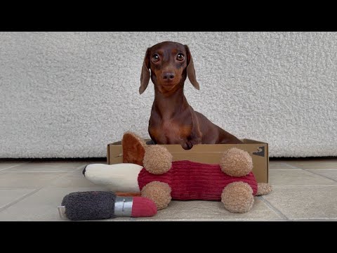 a dachshund dog with chocolate brown fur sits inside a cardboard box. There are two stuffed toys in front of the box.