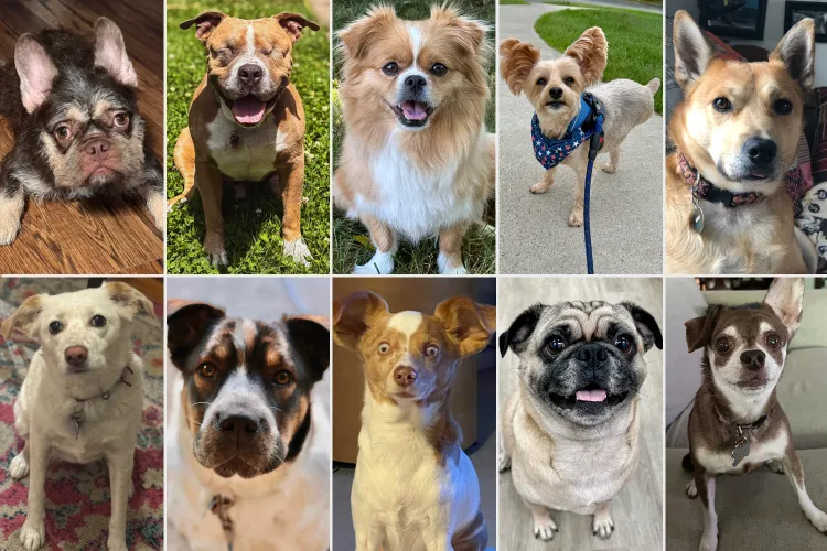 Collage of photos featuring cute dogs.