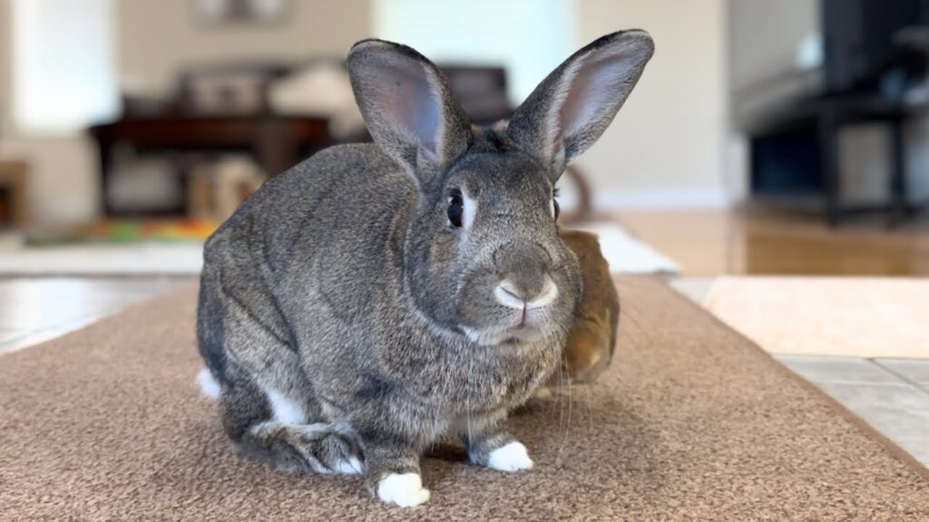 A grey rabbit sits on a living room floor and looks at you.